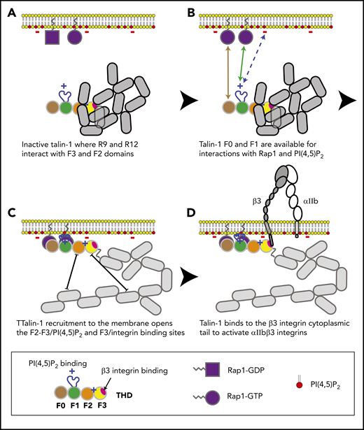 Model for the main final steps in talin-1–dependent platelet integrin activation. (A) Talin-1 is autoinhibited where the F3 integrin–binding site (red disc) is obscured by its interaction with the R9 helical bundle, and the PI(4,5)P2 binding site in F2 and F3 are masked by the R12 helical bundle. (B) The Rap1-binding sites in F0 and F1 were not part of the autoinhibited structure and therefore available to bind Rap1-GTP.18 (C) At the membrane, PI(4,5)P2 can disrupt the F3–R9 and F2–R12 interactions to unveil the talin-1 F3 integrin–binding site (red disc). (D) The binding of talin-1 F3 domain to the integrin β tail induces activation of αIIbβ3 and β1 integrins.