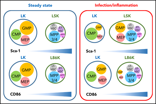 CD86 is a reliable marker to distinguish HSCs and MPPs from committed progenitors in inflammatory conditions. Immunophenotypes typically used to identify HSPCs have been determined largely in the context of steady-state hematopoiesis (left). However, Sca-1 expression is induced in a type I IFN-dependent manner on committed progenitors that typically do not express Sca-1, making them difficult to identify in inflammatory contexts. Replacing Sca-1 with CD86 allows efficient identification of committed progenitors, even in conditions associated with inflammation (right). The depicted sizes of HSPC populations in the LK, LSK, and L86K compartments indicate the relative frequencies of cells in each compartment in each context (steady state hematopoiesis or infection/inflammation), and is not intended to be indicative of absolute cell numbers. CMP, common myeloid progenitor; MPP, mulipotent progenitor; LT-HSC, long-term HSC; ST-HSC, short-term HSC.