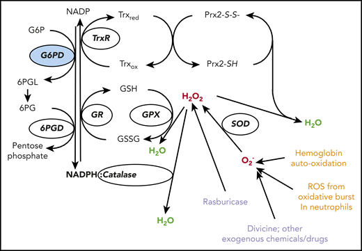 The red cell has several lines of defense against oxidative stress. Hydrogen peroxide (H2O2: in red) at the center, is a powerful oxidizing agent arising from superoxide (O2−) via superoxide dismutase (SOD). O2− (representing in this figure, in red, ROS in general) is a by-product of auto-oxidation of Hb within the red cells, and also of the oxidative burst in neutrophils (endogenous sources, in orange). In red cells, H2O2 can be detoxified to H2O (in green) by 3 different enzyme-mediated mechanisms. (i) Catalase directly degrades H2O2 to H2O: it has 2 to 4 molecules of NADPH in its structure.25 (ii) Glutathione peroxidase (GPX) catalyzes the same reaction coupled to the oxidation of reduced glutathione (GSH): it relies on the NADPH-linked glutathione reductase (GR) for regeneration of GSH. (iii) Peroxiredoxin-2 (Prx2) also degrades H2O2 at the expense of its own sulhydryl groups that become disulphides, and can be regenerated by thioredoxin (Trx) through thioredoxin reductase (TrxR).26 We do not know in quantitative terms the relative contributions of these 3 mechanisms to the degradation of H2O2 in human red cells under different conditions. However, we do know that acatalasemia is not associated with hemolytic anemia, whereas GR deficiency is associated with favism,27 supporting the importance of mechanism (ii); Prx2 deficiency in humans is not known, but it does cause hemolytic anemia in mice. Most important, all 3 mechanisms depend on NADPH, a steady supply of which can be provided in red cells only by G6PD (and 6PGD, which, however, depends on G6PD for supply of its own substrate; therefore, the crucial role of G6PD is highlighted in blue). Exogenous agents (in purple) can impose severe oxidative challenge by producing ROS or H2O2 directly; divicine, the aglycone of vicine (together with isouramil), is the chemical responsible for favism.