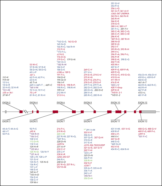 Known mutations in the G6PD gene. The full list of known mutations in the G6PD gene can be found in supplemental Table 2. The G6PD genomic gene spans ∼18 kb. Exons are shown as thick numbered blocks and introns as thin lines. Exon 1 (noncoding) and the 3′ untranslated region of exon 13 are in gray. The long intron 2 is indicated by a diagonal double line. Mutations with normal enzyme activity (class IV) are in green. Mutations that cause susceptibility to AHA (class II/III) are in blue. Mutations that cause CNSHA (class I) are in red. Mutations that have been observed only in association with another mutation are in purple. Mutations with unknown clinical features are in in black italics. The amino acid replacements caused by mutations are shown using the amino acid 1-letter symbols. Note the predominance of class I variants in exons 10 and 13. Additional notes: (a) This variant has, in addition to the mutation shown, also the mutation (454 Arg>Cys) of G6PD Union. (b) These variants have, in addition to the mutation shown, also the mutation (126 Asn>Asp) of G6PD A. (c) This variant has been reported to have 3 different mutations: 2 are unique (106 Ser>Lys and 182 Arg>Trp), whereas 1 is the mutation (198 Arg>Cys) of G6PD Coimbra. (d) This variant has been reported to have 3 different mutations: 2 are unique (125 Met>Ile and 127 Ala>Pro), whereas 1 is the mutation (128 Leu>Pro) of G6PD Vanua Lava. (f) This mutation has been found also associated with the mutation (126 Asn>Asp) of G6PD A. (g) These variants have, in addition to the mutation shown, also the mutation (291 Val>Met) of G6PD Viachang. (h) This variant is generated by 2 mutations within the same codon. (i) This variant has 2 unique mutations: 213 Val>Leu and 346 Asn>Ile. (j) This variant has 2 point mutations within the same codon. Δ indicates deletion. ∫, abnormal splicing; Ins, insertion.