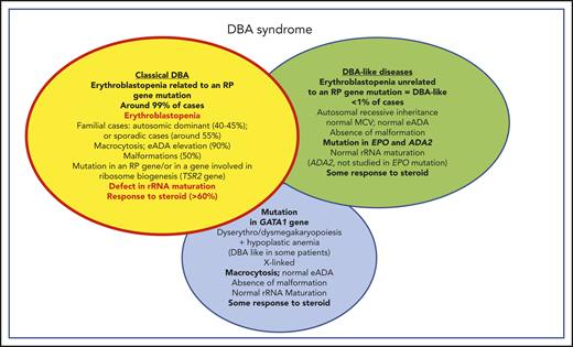 Phenotypic characteristics of patients affected by classical DBA, DBA-like conditions (erythroblastopenia unrelated to an RP gene mutation), and GATA1 DBA-related conditions. Summary of the phenotypic characteristics of DBA-affected patients who fit the DBA definition of congenital erythroblastopenia, with an allelic variation in a ribosomal gene leading to a defect in ribosomal biogenesis and in particular to a defect in rRNA maturation; DBA-like patients who exhibit a congenital erythroblastopenia with some response to steroid but exhibit no defects in ribosomal biogenesis or rRNA maturation (genes ascribed to this phenotype to date are EPO and ADA2); and DBA-like patients who carry a mutation in the GATA1 gene and exhibit some dyserythropoiesis/dysmegakaryopoiesis features in their hypocellular bone marrow. MCV, mean corpuscular volume.