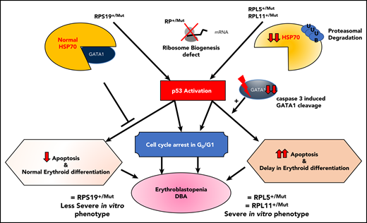 Summary of links between HSP70/GATA1 and p53 stabilization in DBA erythroid phenotype, depending on the RP gene mutation.84 Two DBA phenotypes have been identified in vitro from primary erythroid cells derived from DBA patients, depending on the mutated RP gene. Patients carrying a mutation in the RPS19 gene exhibit decreased erythroid proliferation but normal erythroid differentiation and no apoptosis. In contrast, DBA patients who carry a mutation in an RP gene other than RPS19 exhibit a large decrease in erythroid proliferation, delayed erythroid differentiation, and a large increase in apoptosis.85 In the case of haploinsufficiency of the RPS19, RPL5, or RPL11 gene, erythroblastopenia in DBA results at least in part from stabilization of p53 and activation of p53 targets (p21, Bax), which are responsible for activation of apoptosis and cell-cycle arrest in G0/G1 phases.85,92 HSP70 has been identified as the key protein responsible for the observed dual DBA phenotypes.84 Normal levels of HSP70 expression are noted in patients carrying a mutation in the RPS19 gene, whereas a large decrease in HSP70 expression is seen in patients who carry a mutation in the RPL5, RPL11, or RPS24 gene and even in patients with no identified genotype. HSP70 has been shown to be proteasomally degraded after ubiquitinylation. Decreased expression of HSP70 leads to the cleavage of GATA1 by caspase-3, which also leads to p53 stabilization, induction of apoptosis, and delayed erythroid differentiation. Apoptosis, delayed erythroid differentiation, and cell-cycle arrest lead to the decreased erythroid proliferation and characteristic erythroblastopenia seen in DBA.