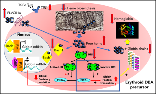 Regulation of heme synthesis and heme scavengers in erythroid precursors from DBA-affected patients to restore globin/heme imbalance.98 GATA1 expression has been found to be decreased in DBA-affected patients because of an impairment of its translation47,78,99 or as a consequence of caspase-3 cleavage during terminal erythroid differentiation resulting from decreased levels of its chaperon, HSP70.84 As a consequence, there is decreased expression of GATA1 transcriptional targets, including globin chains. There is also decreased expression of ALAS2, a GATA1 target, and ferrochelatase, the first and last heme biosynthesis enzymes, respectively, in the mitochondria to limit excess heme and thereby restore globin/heme balance. At the same time, there is decreased expression of TfR1 to limit iron uptake. In DBA, particularly DBA resulting from non-RPS19 mutations, there is also increased expression of heme exporter FLVCR1 (feline leukemia virus C receptor type 1), inactivation of HRI, and proteasomal degradation of BACH1 after fixation of free heme to limit excess heme in the erythroid cells. Along with limiting excess free heme, DBA erythroid cells also attempt to increase the level of globin chain translation by NRF2/Maf transcriptional activation of globin mRNA after BACH1 degradation and decreased EIF2α phosphorylation following inactivation and hypophosphorylation of HRI. The failure of these regulatory mechanisms leads to unbalanced globin/heme equilibrium, with the resultant excess of toxic heme with increased reactive oxygen species production leading to apoptosis and worsening the intrinsic defect of erythropoiesis in DBA.
