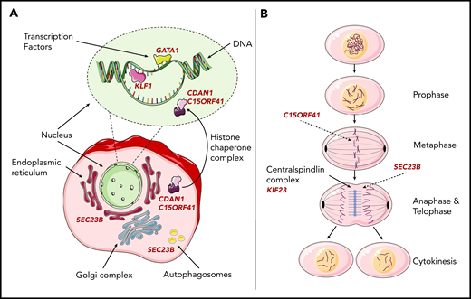 Schematic representation of the pathogenic mechanisms of CDAs at the subcellular level. (A) Pathogenic mechanisms of CDAs I and II, and of the transcription-factor-related CDAs at the erythroblast level, with schematic representation of erythroblasts and the roles of the causative proteins in the different subcellular compartments. SEC23B is a COPII component that is involved in anterograde transport from the endoplasmic reticulum toward the Golgi compartment. Moreover, SEC23B is involved in autophagy. The pathogenic mechanisms of transcription factor-related CDAs and CDAIa and Ib arise from impairment of mechanisms involved in DNA synthesis and chromatin assembly. During cell division, GATA1 and KLF1 might be retained focally within mitotic chromatin to facilitate the rapid reactivation of the transcription of tissue-specific genes upon entry into G1; codanin-1 and C15orf41 interact with the cytosolic Asf1–H3–H4–importin-4 complex that is involved in nucleosome assembly and disassembly. (B) The pathogenic mechanisms of CDAs I, II, and III at the erythroblast level, with schematic representation of cell division and the roles of the causative proteins in the different mitotic stages. C15orf41 encodes a protein with homology to the Holliday junction resolvases, which are involved in chromosome segregation. The KIF23 mutant results in furrow regression, and thus inhibits cytokinesis. SEC23B has a crucial role in the assembly or deconstruction of the midbody during cytokinesis.