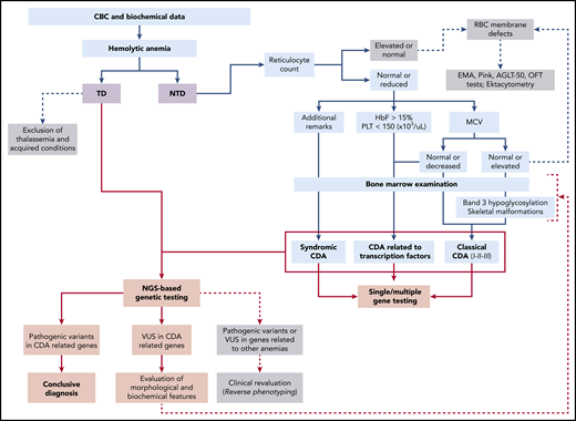 Diagnostic workflow of CDAs. Flow diagram for the differential diagnosis of CDAs and their related hereditary anemias. This illustrates the main differences between patients with transfusion-dependent (TD) anemia compared with patients with nontransfusion-dependent (NTD) anemia. Light blue shading indicates the main steps to reach diagnosis of CDAs by complete blood count (CBC) analysis and specific tests, such as examination of bone marrow, analysis of band 3 hypoglycosylation by sodium dodecyl sulfate polyacrylamide gel electrophoresis (for CDAII), examination of skeletal malformations (for CDAI), assessment of additional clinical features for syndromic conditions, and evaluation of fetal hemoglobin levels for transcription factor-related CDAs. Light red shading indicates the main steps to reach molecular diagnosis of these conditions. HbF, fetal hemoglobin; MCV, mean corpuscular volume; PLT, platelet count; Ret count, reticulocyte count; RBC, red blood cell; t-NGS, targeted next-generation sequencing; VUS, variant of uncertain significance; WES, whole-exome sequencing; XLTDA, X-linked thrombocytopenia with or without dyserythropoietic anemia.