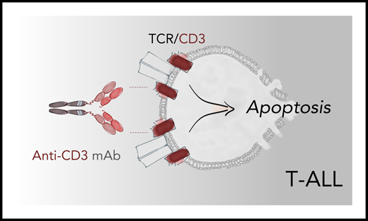 Binding of an anti-CD3 antibody activates TCR signaling in medullary T-ALL leading to apoptosis of leukemic blasts through a program that resembles negative selection of thymocytes. Anti-CD3 antibodies teplizumab and foralumab produced robust antileukemic activity in PDX mouse models of sCD3+ T-ALL, suggesting a new therapeutic avenue for patients with this disease. mAb, monoclonal antibody.