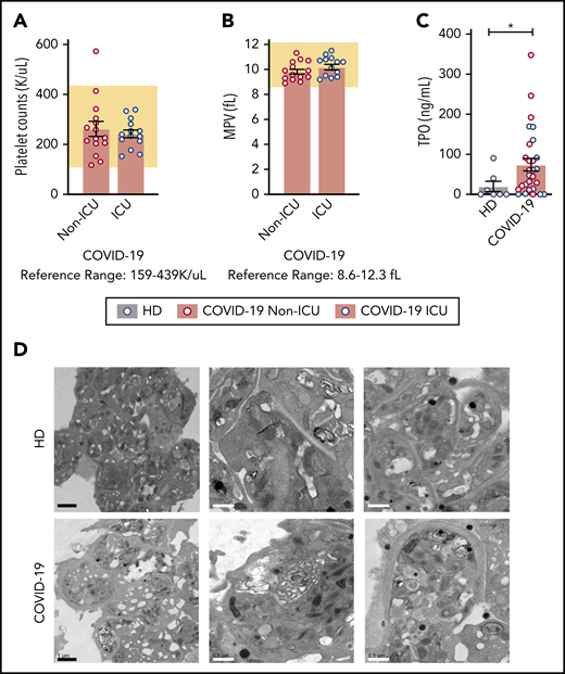 Platelet counts, MPV, and platelet morphology in COVID-19 patients are normal. (A) Platelet counts and (B) MPV are represented from COVID-19 non-ICU (red, n = 17) and ICU (blue, n = 12) patients. The reference range provided by ARUP is below the figure and represented by the shaded region. (C) TPO levels were measured by enzyme-linked immunosorbent assay (ELISA) in healthy donors (n = 7) and COVID-19 patients (non-ICU, n = 15; ICU, n = 14,). Blue dots indicate ICU patients whereas red dots indicate non-ICU patients. (D) Platelets were isolated from healthy donors (n = 4; HD; top panel) and COVID-19 patients (n = 4; COVID-19; bottom panel) and adhered to Acylar coated with poly-lysine and imaged with a JEOL JEM-1011 electron microscope. Digital images were captured with a side-mounted Advantage HR CCD camera. Lower power magnifications are provided on the left with representative images from 2 separate donors or patients on the right at a higher magnification. Scale bars: black bars = 1 μm; white bars = 0.5 μm. *P < .05. K/uL indicates ×103/μL.