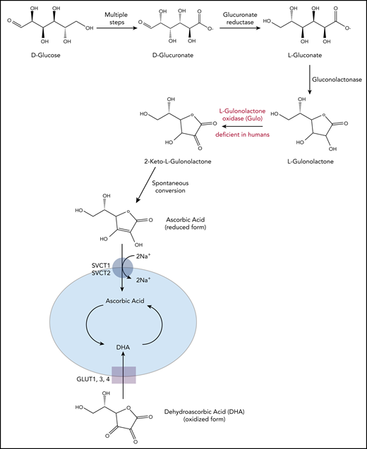 Vitamin C biosynthesis pathway and transportation in animals. Vitamin C is synthesized from d-glucose in most mammals. Through multiple enzymatic reactions, d-glucose is first oxidized to d-glucuronate, which is then reduced to l-gluconate and further into l-gulonolactone. In the final step, the enzyme GULO oxidizes l-gulonolactone to 2-keto-l-gulonolactone, which is then spontaneously converted into vitamin C (ascorbic acid). Humans, higher primates, guinea pigs, and fruit bats lack a functional form of GULO and therefore require dietary supplement. The reduced form of vitamin C, ascorbic acid, is transported into the cells through SVCT1/2 (sodium-dependent vitamin C transporters, encoded by Slc23a1 and Slc23a2), whereas its oxidized form, DHA, is transported into the cells through GLUT1/3/4 (glucose transporters). Slc23a1 is not expressed in hematopoietic cells; Slc23a2 is expressed at higher levels in HSPCs and multipotent progenitor cells compared with other, more committed hematopoietic progenitors and differentiated cell types.