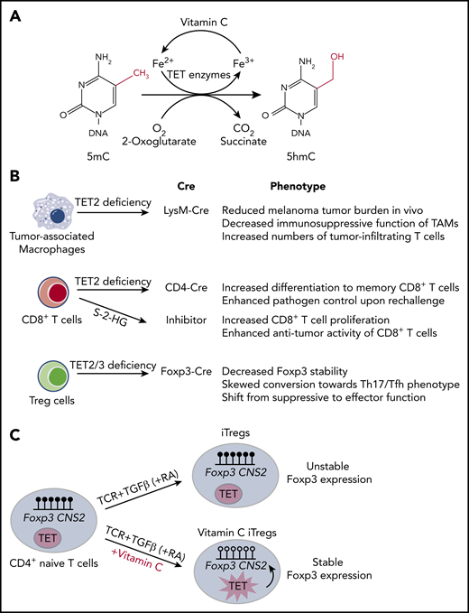 Vitamin C functions as a cofactor for TET family dioxygenases. (A) TET family dioxygenases use 2-oxoglutarate, reduced iron (Fe2+), and oxygen to oxidize 5mC into 5hmC, with CO2 and succinate as byproducts. Vitamin C functions as a cofactor for TET enzymes by facilitating the reduction of Fe3+ back to Fe2+. (B) Summary of the effects of TET deficiency in tumor-infiltrating immune cells, including tumor-associated macrophages, CD8+ T cells, and Treg cells. (C) iTregs differentiated in the presence of transforming growth factor β (TGFβ), retinoic acid (RA), and vitamin C have enhanced TET activity, which results in DNA demethylation at Foxp3 CNS2 region and increased iTreg stability.