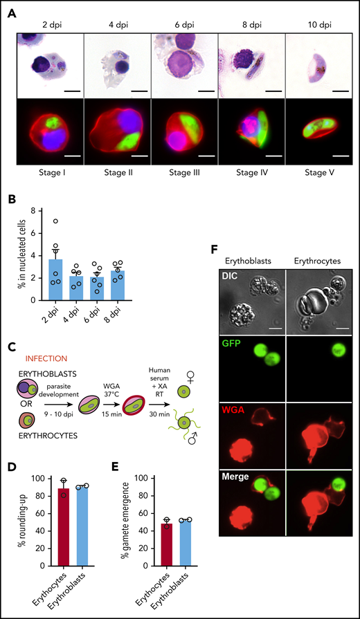 Infection of erythroblasts allows complete gametocytogenesis. (A) Gametocyte maturation after erythroblast infection with the Pfs16-GFP line was observed by light microscopy after May-Grünwald Giemsa staining (upper panels) and by fluorescent microscopy (lower panels). Erythroblast membrane was stained with PKH-26 (red). DNA was stained with Hoechst 33342 (blue). Scale bars, 5 μm. (B) Infection of erythroblasts with the Pfs16-GFP line was evaluated by flow cytometry at 2, 4, 6, and 8 dpi. Circles indicate the number of independent experiments (n = 6) that were performed on erythroblasts derived from cytaphereses (n = 5) or bone marrow aspirates (n = 1) from 4 independent donors. (C) Diagram illustrating the gamete activation protocol. After infection of erythroblasts or erythrocytes with Pfs16-GFP schizonts, gametocytes were allowed to differentiate for 9 to 10 days within erythroid precursors or erythrocytes. Mature gametocytes were stained with WGA–Alexa Fluor 647 (red) for 15 minutes at 37°C and then activated in human serum and xanthurenic acid (XA) at room temperature (RT) for 30 minutes, leading to gamete activation. (D) GFP+ cells were scored as round or crescent shaped and plotted as percentage rounded-up. (E) GFP+ cells were scored as positive or negative for WGA-Alexa Fluor 647 staining and plotted as percentage gamete emergence. (D-E) One hundred cells were scored per condition. Circles indicate the number of independent experiments, and error bars show the standard error of the mean. (F) Fluorescence microscopy of activated gametes from a culture of infected erythroblasts (left panels) or infected erythrocytes (right panels) with the Pfs16-GFP line. Erythroid cell membrane is stained with WGA–Alexa Fluor 647 (red). Scale bars, 5 μm. DIC, differential interference contrast.