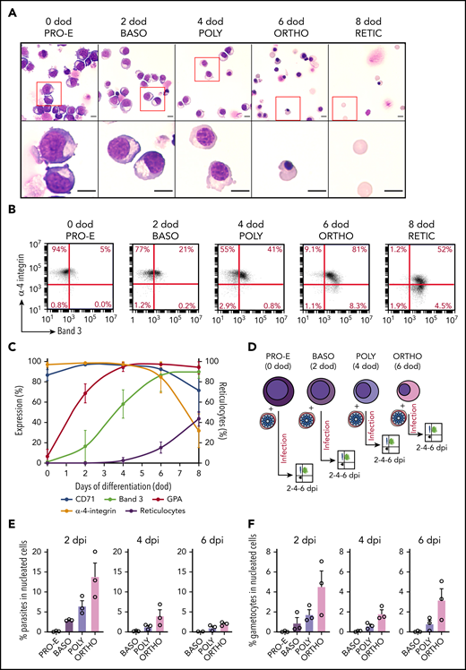 Intraerythroblastic gametocyte development occurs from the polychromatic stage. (A) Morphological analysis of developing erythroblasts was performed by May-Grünwald Giemsa staining from 0 dod to 8 dod; a representative experiment is shown. Erythroblasts were primarily at the proerythroblast stage (PRO-E) at 0 dod, the basophilic stage (BASO) at 2 dod, the polychromatic stage (POLY) at 4 dod, the orthochromatic stage (ORTHO) at 6 dod, and the reticulocyte stage (RETIC) at 8 dod. The red boxes (upper panels) are shown at higher magnification (lower panels). Scale bars, 5 μm. (B) Representative experiment of erythroblast differentiation monitored by flow cytometry from 0 dod to 8 dod by cell surface expression of Band 3 and α-4-integrin. (C) Evolution of cell surface markers CD71, Band 3, GPA, and α-4-integrin and of reticulocyte rate measured by flow cytometry during terminal erythropoiesis. (D) Diagram illustrating the infection protocol of synchronized erythroblasts. At 40 hpi, synchronized schizonts were added to proerythroblasts, as well as basophilic, polychromatic, and orthochromatic erythroblasts, at an MOI of 2. Infected erythroblasts were analyzed by flow cytometry at 2, 4, and 6 dpi. Total parasitemia (E) and gametocytemia (F) in erythroblasts was evaluated by flow cytometry at 2 dpi, 4 dpi, and 6 dpi after infection of erythroblasts from each stage with the Hsp70-GFP and Pfs16-GFP lines. Circles indicate the number of independent experiments, and error bars show the standard error of the mean.