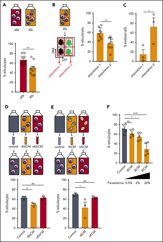 P falciparum infection induces a delay in erythroid maturation and oxidative stress in erythroblasts. (A) Percentage of reticulocytes in uninfected erythroblast culture (uEb) or infected erythroblast culture (iEb) was evaluated by flow cytometry at 8 dpi. (B) Percentage of reticulocytes in the population of noninfected cells (population 1) or Pfs16-GFP–infected cells (population 2) within an infected erythroblast culture at 8 dpi. (C) Percentage of oxidized erythroblasts was evaluated by flow cytometry with DHE staining in the population of uninfected cells (Population 1) or Pfs16-GFP–infected cells (Population 2) in an infected erythroblast culture at 2 dpi. (D-E) Percentage of reticulocytes in uninfected erythroblast culture at 8 days after addition of conditioned medium obtained with a culture of infected erythroblasts (iEbCM, D), uninfected erythroblasts (uEbCM, D), infected erythrocytes (iECM, E), uninfected erythrocytes (uECM, E), or control medium (Control). (F) Percentage of reticulocytes in erythroblast culture at 8 days after addition of iECM obtained with parasite cultures at 0.5%, 2%, or 20% parasitemia or with control medium. Circles indicate the number of independent experiments, and error bars show the standard error of the mean. ****P < .0001, **P < .01, *P < .05. ns, nonsignificant difference.
