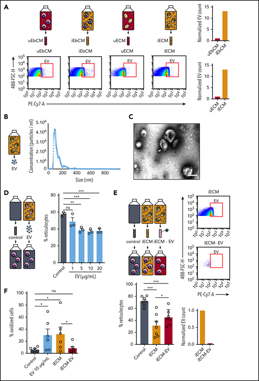 Parasite-derived EVs delay the erythroid maturation and induce oxidative stress. (A) EVs in conditioned medium obtained with a culture of uninfected erythroblasts (uEbCM), infected erythroblasts (iEbCM), uninfected erythrocytes (uECM) or infected erythrocytes (iECM) were observed and quantified by flow cytometry with a GPA-PC7 labeling. EV counts in iEbCM and iECM are normalized to uEbCM and uECM, respectively. Gating strategy is shown in supplemental Figure 7. (B) The size distribution of EVs purified from a culture of infected erythrocytes was determined by NTA. (C) EVs purified from a culture of infected erythrocytes were observed by electron microscopy with a negative staining. Scale bar, 100 nm. (D) Percentage of reticulocytes in erythroblast culture at 8 days after addition of 1, 5, 10, or 20 µg/mL EVs or control medium. (E) EVs in iECM or in iECM − EV were observed and quantified by flow cytometry with GPA-PC7 labeling. Percentage of reticulocytes in erythroblasts at 8 days after addition of iECM, iECM − EV, or control medium (lower left panel). (F) Percentage of oxidized erythroblasts was evaluated by flow cytometry with DHE staining 2 days after addition of 10 µg/mL EVs, iECM, iECM − EV, or control medium. Circles indicate the number of independent experiments, and error bars show the standard error of the mean. ***P < .001, **P < .01, *P < .05. ns, nonsignificant difference.