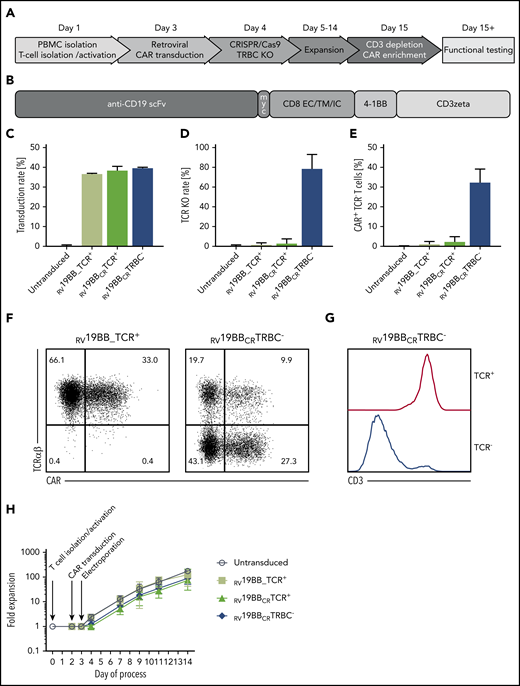 Generation of TCR KO CAR T cells. (A) Schematic overview of the time points for retroviral transduction, CRISPR/Cas9-mediated TCR KO, duration of cultivation, and purification of the final CAR–T-cell product. (B) Structure of the CAR construct: the second-generation CAR consists of the anti-CD19 scFv region, followed by the myc tag, CD8 extracellular (EC), transmembrane (TM), and intracellular (IC) domain, as well as a costimulatory 4-1BB domain and T-cell–activating CD3ζ chain. (C) A mean CAR transduction rate of >35% could be reached for the RV19BB_TCR+, RV19BBCRTCR+, and RV19BBCRTRBC− CARs as assessed by flow cytometry (3 independent experiments). (D) The mean TCR KO rate within CD4+CD8+ cells was 78.2%, and (E) the proportion of cells expressing the CAR and lacking the TCR reached around 32.2% (3 independent experiments). (F) Exemplary flow cytometry plots to determine transduction rate and TCR KO efficacy, and (G) correlation of CD3 and TCR expression in TCR+ and TCR− T cells within RV19BBCRTRBC− CARs is shown in this histogram. (H) Fold expansion of the untransduced T cells, RV19BB_TCR+, RV19BBCRTCR+, and RV19BBCRTRBC− CARs after T-cell isolation and activation, transduction, and electroporation (n ≥ 4). PB, peripheral blood.