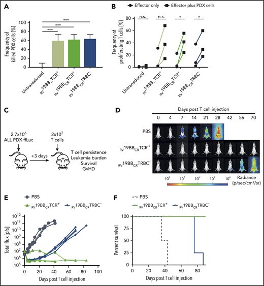 CAR T cells against PDX cells in vitro and long-lasting leukemia control in vivo. (A) Untransduced T cells and CAR T cells were cocultured with CD19+ ALL-265 PDX cells at an E:T ratio of 0.2:1. Cytotoxicity was investigated 48 hours later (n = 3). (B) Untransduced T cells, RV19BB_TCR+, RV19BBCRTCR+, and RV19BBCRTRBC− CARs were cocultured with CD19+ ALL-265 PDX cells at an E:T ratio of 1:1. Proliferation was analyzed after 72 hours by flow cytometry (n = 3). A 2-tailed paired Student t test or 1-way ANOVA was performed to determine statistical significance. (C) NSG mice were injected with ALL-265 PDX cells, followed by IV T-cell injection (2 × 107 cells) of RV19BBCRTCR+ CAR T cells or RV19BBCRTRBC− CAR T cells or PBS 3 days after. (D-E) At indicated time points after T-cell injection, PDX leukemia burden was monitored by BLI. (D) Bioluminescence pictures and (E) quantification of leukemia burden are shown for mice suffering from ALL-265 PDX-cell–induced leukemia and treated with PBS (n = 3), RV19BBCRTCR+ (n = 5), or RV19BBCRTRBC− (n = 4; see also supplemental figures). (F) Kaplan-Meier analysis of survival of mice treated with PDX cells. A 2-tailed paired Student t test was performed to determine statistical significance.