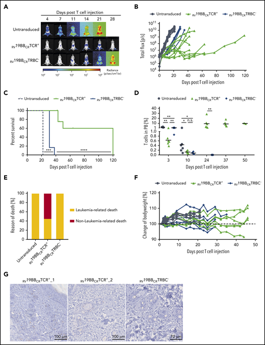 Functionality of RV19BBCRTCR+ and RV19BBCRTRBC− CAR T cells in vivo. (A-H) NSG mice were injected IV with 1 × 105 NALM6, followed by an IV T-cell injection (2 × 107 cells) of untransduced T cells (n = 6), RV19BBCRTCR+ (n = 9), and RV19BBCRTRBC− CAR T cells (n = 6) 3 days after. (A,B) At the indicated time points after T-cell injection, NALM6 leukemia burden was monitored by BLI. (A) Exemplary bioluminescence pictures are shown, as well as (B) changes in NALM6 leukemia load for each mouse. (C) Kaplan-Meier analysis of survival of mice treated with 1 × 105 NALM6 cells (n = 6 per group) is shown. A log-rank Mantel-Cox test was used to test for statistical significance. (D) T-cell persistence in peripheral blood was measured by flow cytometry. A 2-tailed Mann-Whitney U test was performed to determine statistical significance. (E) Overview of the incidence of leukemia- or nonleukemia-related death in mice. (F) Body weight was monitored at several time points after T-cell injection. (G) Exemplary micrographs of skin tissue stained for CC3 by IHC are shown for mice treated with RV19BBCRTCR+ or RV19BBCRTRBC− CARs.