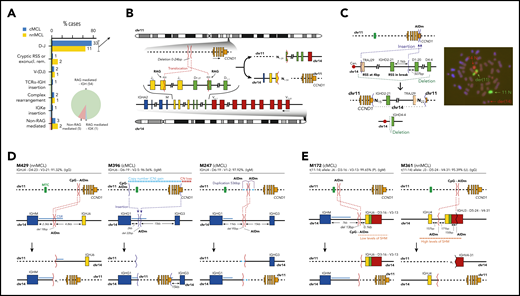 Characterization of the IG breaks of the IG/CCND1 translocation. (A) Distribution of the IG breaks according to their underlying mechanism (RAG or non-RAG mediated) and location of the breakpoints in chr14. (B) Schema of the most recurrent translocation pattern with breaks at IGHD and IGHJ genes, near RSS, likely generated during the first step of an IGH D-J rearrangement. The presence of N-nucleotides in both breakpoints (NX) supports a RAG-mediated process. (C) Unbalanced IG/CCND1 translocation in which virtually the entire 14q arm is inserted at the 3′ UTR of CCND1. In this case, a single event truncated the CCND1 3′ UTR region and placed the IG enhancer near CCND1. The FISH whole-chromosome painting for chr11 and chr14 verifies the ins(11;14)(q13;q11q32) identified by WGS. For the sake of clarity, an interphasic nuclei present in the lower left part of the original picture was masked using Adobe Photoshop. (D) Representation of 3 cases in which the IG breakpoint was likely mediated by AID during CSR. The switch regions 5′ of the IGH constant genes are indicated by a blue line. The productive V(D)J rearrangement, IGHV identity (%), and isotype expression is specified. (E) Representation of 2 cases showing evidence for the involvement of the SHM machinery in the breakpoints of chr14 in already V(D)J-rearranged alleles. P, productive rearrangement; U, unproductive rearrangement.