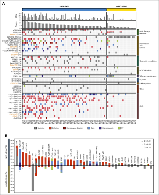 Significantly mutated genes/CNA and pathways. (A) Oncoprint representation of the 43 driver alterations identified in MCL. Drivers are depicted in rows, and cases are displayed in columns. Novel driver alterations identified in this study are highlighted in dark orange. (B) Distribution and type of driver alterations in the 2 different MCL subtypes. Drivers with a different proportion of altered cases between subtypes (Q < 0.15) are indicated.
