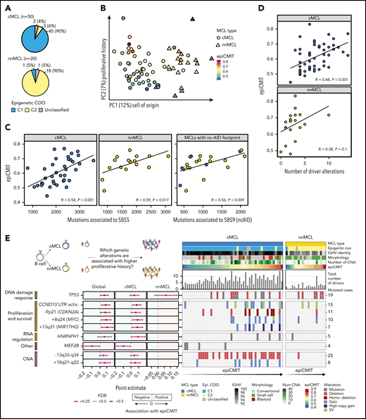 DNA methylome of MCL subtypes and its relationship with genomic alterations. (A) Overlap of cMCL and nnMCL with epigenetic subgroups on the basis of cell of origin methylation signature. (B) Principal component analysis of DNA methylation data for 70 MCL (first and second components are shown). MCL subtypes are represented as triangles or circles, whereas the color represents the proliferative history on the basis of DNA methylation of each MCL sample (epiCMIT score). (C) epiCMIT correlates with mutational signatures related to cell division, including SBS5 and SBS9 (ncAID). (D) epiCMIT correlates with the total number of driver alterations in MCL, particularly in cMCL. (E) Driver alterations associated with higher or lower epiCMIT. The 95% confidence intervals for the mean epiCMIT difference between the presence and absence of each alteration are shown. The effect in the whole cohort was adjusted by the cell of origin (C1/C2). (left) Colors depict different significant levels after false discovery rate (FDR) correction. Oncoprint with genetic alterations associated with the epiCMIT together with clinicobiological variables. (right) Patients are ordered according to the epiCMIT score, separately in the 2 MCL subtypes.