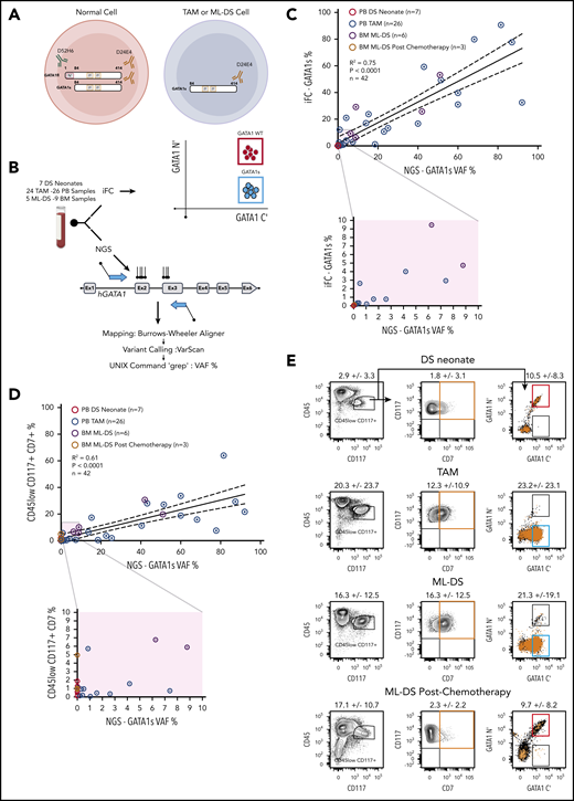 Intracellular flow cytometric detection of GATA1s cells in TAM and ML-DS is comparable to NGS. (A) Antibody directed against GATA1 N terminus (green) detects only GATA1fl. Antibody directed against GATA1 C terminus (brown) detects both GATA1fl and GATA1s. Left, a normal cell (red circle) expresses both GATA1fl and GATA1s. Right, TAM or ML-DS cells (blue circle) only express GATA1s. (B) PB and BM samples were subject to both iFC (top) and NGS sequencing of GATA1 exon 2 and 3 (bottom). Top right, schematic of iFC plot of wild-type cells (red gate) and GATA1s-only expressing cells (blue gate) immunostained with anti GATA1 N′ terminus (y-axis) and anti-GATA1 C′ terminus (x-axis). (C) Linear regression analysis showing correlation between GATA1s VAF (x-axis) by NGS and percentage of GATA1s+ cells detected by iFC, as a percentage of live cells (y-axis). Samples tested: PB DS neonates screened by NGS and found to have no GATA1 mutations (red open circles), PB TAM (blue open circles), ML-DS BM (purple open circles), and ML-DS postchemotherapy treatment BM (brown open circles). Dotted lines show 95% confidence intervals. R2 = 0.75; P < .0001; n = 42. For samples in which more than 1 mutation was identified, the biggest VAF value was used. Bottom, samples with 1% to 10% VAF and 1% to 10% GATA1s+ cells are magnified to illustrate data more clearly. (D) Linear regression analysis showing correlation between GATA1s VAF (x-axis) by NGS and percentage of cells in the live, CD45lowCD117+CD7+ gate (y-axis) by flow cytometry. Dotted lines show 95% confidence intervals. R2 = 0.61; P < .0001; n = 42. The rest of the panel is as in panel C. (E) Representative flow cytometry plots of PB DS neonate, PB TAM, and BM ML-DS before and after chemotherapy. Cells within the CD45low CD117+ (left) were plotted in the CD117 vs CD7 (middle) or in the GATA1 N terminus (GATA1 N′) vs GATA1 C terminus (GATA1 C′) (left). CD117+CD7+ cells (orange box) were overlaid (as orange dots) on the GATA1 N′ and GATA1 C′ axis. Figures indicate the mean percentage ± 1 SD of cells within the gates. Number of samples tested: 7 PB DS neonate samples, 26 PB TAM samples, and 6 and 3 BM ML-DS samples before and after chemotherapy, respectively.