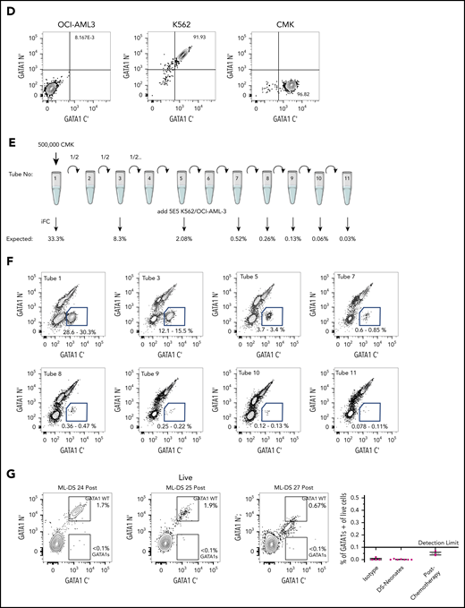 Intracellular flow detection of GATA1s+ cells is highly sensitive and can be used to measure MRD in ML-DS. (A) Representative flow cytometry panels of ML-DS samples before (top) and after chemotherapy (bottom) in which additional markers previously described as aberrant (CD235A, CD41, CD7, CD36, and CD34) were examined in GATA1s+ cells (blue gate) and GATA1WT (red gate). (B) Bar graph showing the proportion of GATA1s+ (blue), GATA1WT (red) and GATA1 negative (light green) cells within the CD45lowCD117+ gate in 5 prechemotherapy and 3 postchemotherapy ML-DS samples. (C) Violin plots showing the percent of cells positive for CD235A, CD41, CD36, CD34, and CD7 in GATA1s+ cells before chemotherapy (blue), GATA1WT after chemotherapy (red), and GATA1− cells after chemotherapy (light green). (D) Flow cytometry plots of dual immunostaining with antibodies against the N′ and C′ termini of GATA1 in: OCI-AML3 cells (left), a GATA1 negative cell line; K562 cells (middle), a cell line expressing both GATA1fl and GATA1s; and CMK (right), a GATA1s+ cell line derived from a ML-DS patient. (E) Schematic representation of a serial dilution of CMK cells. A total of 500 000 CMK cells were serially diluted 11 times into OCI-AML3/K562 cells mix and iFC performed on tubes 1, 3, 5, 7, 8, 9, 10, and 11. Expected frequency of CMK cells is shown below each tube that was tested by iFC. (F) Representative flow cytometry panels of serially diluted GATA1s+ CMK cells (blue gate) in a cell mixture of CMK/OCI-AML3/K562. A total of 500 000 live events were recorded per tube but only a fraction of events is shown for clarity. Each gate contained more than 300 events. Percent of cells in the blue gate from 2 replicates is shown. (G) Top, 3 flow cytometry plots showing the percentage of GATA1WT and GATA1s+ cells in the live CD45lowCD117+ cell compartment in 3 postchemotherapy ML-DS samples in which no GATA1s mutations were identify by NGS. Below, graph of the percentage of GATA1s+ cells live CD45lowCD117+ gate in the isotype controls (4 samples), DS neonates (7 samples), and 3 ML-DS postchemotherapy samples.