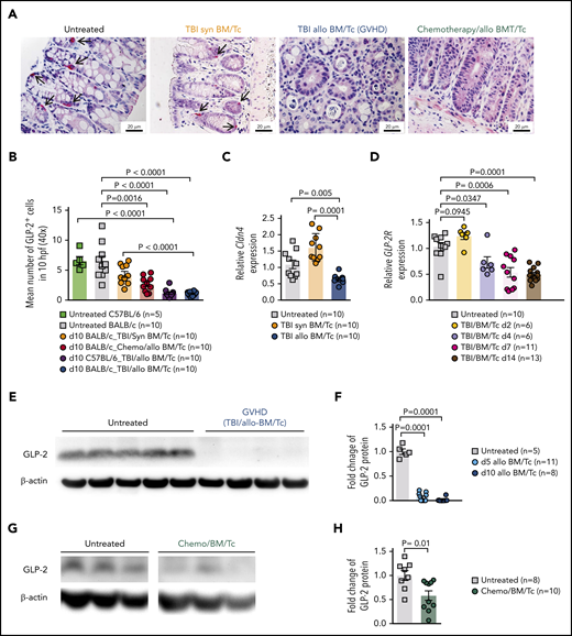 Loss of enteroendocrine L cells and its peptide GLP-2 upon GVHD induction. (A) Representative immunohistochemistry staining for GLP-2 (red) in colon sections. Shown are sections from untreated animals, mice undergoing syn-HCT on day 10, mice undergoing allo-HCT on day 10 and allo-HCT mice on day 10 conditioned with chemotherapy. Scale bars, 20 μm. (B) GLP-2+ cells quantification in untreated C57BL/6 (n = 5), untreated BALB/c mice (n = 10), TBI/syn-HCT BALB/c mice on day 10 (n = 10), chemotherapy/allo-HCT BALB/c mice on day 10 (n = 10), TBI/allo-HCT C57BL/6 mice on day 10 (n = 10) and TBI/allo-HCT BALB/c mice on day 10 (n = 10). Results from 1 or 2 independent experiment(s) are shown. (C) Relative gene expression of the L-cell marker Cldn4 mRNA in the small intestine of untreated BALB/c (n = 10), syn-HCT on day 10 (n = 10), and allo-HCT BALB/c mice on day 5 (n = 10). Gene expression was normalized to β-actin used as reference gene. Results are derived from 2 independent experiments. (D) Relative gene expression of the GLP-2R (receptor) in the large intestine in BALB/c mice under GVHD conditions euthanized at day 2 (n = 6), day 4 (n = 6), day 7 (n = 11), day 14 (n = 13) compared with untreated BALB/c mice (n = 10). Gene expression was normalized to β-actin used as reference gene. Results are derived from 2 independent experiments. (E) Representative western blot showing the GLP-2 protein levels in the small intestine of BALB/c mice undergoing TBI-based allo-HCT on day 10 in comparison with untreated mice. β-actin was used as loading control. (F) Quantification of GLP-2 total protein. Fold change was normalized to the β-actin levels and relative to the untreated controls (set as “1”). Results are from 2 independent experiments at 2 different time points, day 5 (n = 11) and day 10 (n = 8) after allogeneic HCT. (G) Representative western blots from the gastrointestinal tract (colon) of chemotherapy-based allo-HCT BALB/c mice on day 3 in comparison with untreated mice. (H) Quantification of GLP-2 protein levels in chemotherapy-based allo-HCT BALB/c mice (n = 10) vs the untreated group (n = 8). Results are shown from 2 independent experiments. The P values in this figure were calculated using the unpaired, 2-sided Student t test.