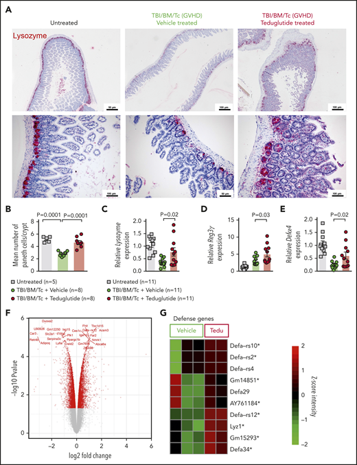 Teduglutide treatment prevents PCs loss caused by GVHD in mice. (A) Representative immunohistochemistry staining for the PC marker, lysozyme (red), in small intestine from allo-HCT BALB/c mice on day 10. Mice treated with vehicle or teduglutide were compared with untreated controls. Mice were treated with teduglutide or vehicle from day −3 until day +3 unless differently specified. Scale bars, 50 to 100 μm. (B) Quantification of PCs/crypt of untreated BALB/c mice (n = 5) or from allo-HCT BALB/c mice on day 10 treated with vehicle or teduglutide (n = 8 per group). Results were pooled from 2 independent experiments. The P values were calculated using the unpaired, 2-sided Student t test. (C-E) qPCR-based quantification of lysozyme, Reg3γ, and Defα-4 expression in small intestine from untreated or allo-HCT BALB/c mice on day 5 treated with vehicle or teduglutide (n = 11 per group). Data were pooled from 2 independent experiments. The P values were calculated using the unpaired, 2-sided Student t test. (F) Volcano plot shows the top 25 regulated genes in BALB/c mice with GVHD on day 10 post–allo-HCT that were treated with teduglutide from day −3 to day +10 and relative to the vehicle-treated group. The experiment was performed once. (G) Gene-expression array indicates the top 10 positive regulated genes involved in response to gram-positive bacterium within the teduglutide-treated mice in comparison with the GVHD group. Mice were treated with teduglutide or vehicle from day −3 to day +10. The experiment was performed once. *Nonadjusted value of P < .05.