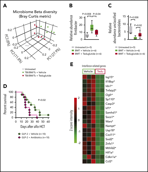 GVHD and antibiotic treatment promote gastrointestinal dysbiosis. (A) The Bray-Curtis metric test shows the dissimilarity of the microbiome β diversity between the 3 groups (untreated, vehicle-treated, and teduglutide-treated mice). Stool samples from colon were isolated on day 5 after allo-HCT from BALB/c mice. Mice were treated with teduglutide or vehicle from day −3 until day +3 unless differently specified. Representative data from 2 independent experiments. (B-C) Relative abundance of specific bacteria at the genus level. Increased Firmicutes bacterial load has been associated with GVHD. We observed an upregulation of Flintibacter bacteria (belonging to the Firmicutes phylum) in the BALB/c allo-HCT vehicle-treated group (n = 6), and those decline after teduglutide treatment (n = 6). On the other hand, the loss of unclassified Bacteroidales due to GVHD was compensated by the treatment with teduglutide (n = 6 per group). Representative data from 2 independent experiments. The P values were calculated using a 2-sided Mann-Whitney U test. (D) Percentage survival of C57BL/6 mice undergoing allo-HCT treated with teduglutide from day −3 to day 3 + broad spectrum antibiotics or normal water (vehicle) from day −14 to day −1 (n = 10 per group). Data are derived from 2 independent experiments. P value was calculated using the Mantel-Cox test. (E) Gene expression of interferon-related genes in the intestinal tract of BALB/c mice treated from day −3 until day 10 with teduglutide compared with mice treated with vehicle. *Nonadjusted value of P < .05. The experiment was performed once.