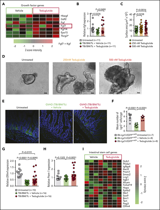 Teduglutide treatment promotes KGF production and protects ISCs from GVHD. (A) Gene-expression array from BALB/c mice treated with teduglutide or vehicle from day −3 to day 10 shows increased expression of different growth factors, one of them is KGF (FGF7) in the teduglutide-treated mice in comparison with the control mice. Results are shown from 1 experiment. *Nonadjusted value of P < .05. (B) Relative expression of KGF analyzed on day 5 in the small intestine of BALB/c allo-HCT mice treated with teduglutide or vehicle compared with the untreated control mice (n = 11 per group). Mice were treated with teduglutide or vehicle from day −3 until day +3 unless differently specified. Results are shown from 2 independent experiments. The P values were calculated using the unpaired, 2-sided Student t test. (C) Quantification of primary intestinal organoids that were cultured for 2 days with different teduglutide concentrations reveals an increased surface area in the wells treated with 250 and 500 nM teduglutide when compared with the untreated cells. Results are shown from 2 independent experiments. The P values were calculated using the unpaired, 2-sided Student t test. (D) Representative microscopy images of mouse primary intestinal organoids. Figures indicate crypt cell proliferation in a dose-dependent manner upon teduglutide treatment in contrast to the untreated cells. Results are shown from 2 independent experiments. Scale bars, 50 µm. (E) Representative immunofluorescence stain images stained for Lgr5+ GFP-ISCs (green) taken on day 6 from allo-HCT B6-Lgr5-EGFPcreER reporter mice that were treated with vehicle or teduglutide from day −3 to day 3. Images indicate reduced Lgr5+ cells in mice with GVHD in comparison with the untreated control mice. In contrast, the teduglutide-treated mice exhibit an enhanced number of Lgr5+ cells during GVHD. (F) Quantification of Lgr5+ cells/crypt of untreated B6-Lgr5-EGFPcreER (n = 7) or B6-Lgr5-EGFPcreER mice that underwent allo-HCT and were treated with teduglutide or vehicle (n = 8 per group). Teduglutide treatment protects ISCs from their loss due to GVHD. Results are shown from 2 independent experiments. The P values were calculated using the unpaired, 2-sided Student t test. (G-H) qPCR-based quantification of the ISC markers Olfm4 and Prom-1 expression in small intestine from untreated (n = 10) or allo-HCT BALB/c mice on day 5 treated with vehicle or teduglutide (n = 16 per group). Data were pooled from 2 independent experiments. The P values were calculated using the unpaired, 2-sided Student t test. (I) Gene-expression array of ISC markers analyzed on day 10 from the small intestine of allo-HCT BALB/c mice treated with teduglutide or vehicle from day −3 to day 10. Experiment was performed once.