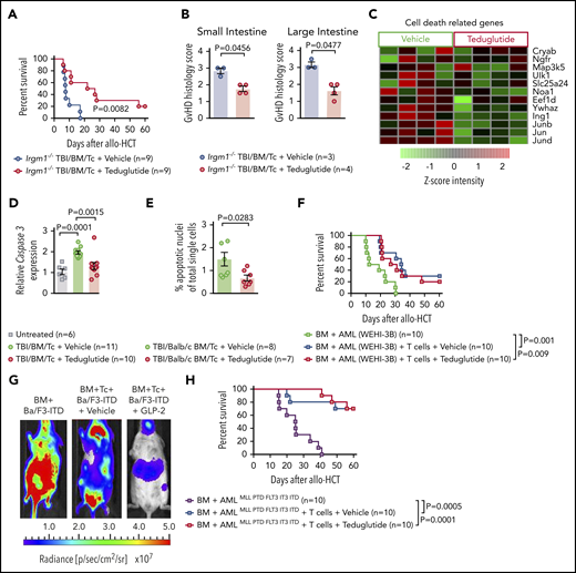 Teduglutide confers protection to mice with defective PCs and decrease intestinal cell apoptosis without loss of GVL effects. (A) Percentage survival of Irgm-1−/− mice that underwent allo-HCT and were treated with teduglutide or vehicle (n = 9 per group) from day −3 to day 3. Survival curves shown an increased survival rate in mice with defective PCs treated with teduglutide. Results are shown from 2 independent experiments. P value was calculated using the Mantel-Cox test. (B) Histological scores from allo-HCT Irgm-1−/− mice, small and large intestine were analyzed on day 10. Results indicate lower organ damage when GVHD mice were treated with teduglutide (n = 4) in comparison with the vehicle-treated group (n = 3). Mice were treated with teduglutide or vehicle from day −3 until day +3 unless differently specified. Results are shown from 1 experiment. The P values were calculated using a 2-sided Mann-Whitney U test. (C) Gene expression–based arrays analyzed on day 10 from the small intestine of allo-HCT BALB/c mice treated from day −3 to day 10 indicates the downregulation of different cell death–related genes in the teduglutide-treated group. Results are shown from 1 experiment. (D) Caspase 3 expression analyzed by qPCR in the small intestine of allo-HCT BALB/c mice treated from day −3 to day 10 with teduglutide or vehicle. Results display a downregulation of caspase 3 in mice treated with teduglutide (n = 10) in comparison with the high caspase 3 expression during GVHD (n = 11). Results are shown from 2 independent experiments. The P values were calculated using the unpaired, 2-sided Student t test. (E) Percentage quantification of apoptotic nuclei determined by a terminal deoxynucleotidyl transferase dUTP nick-end labeling (TUNEL) staining. BALB/c mice underwent allo-HCT and were treated with teduglutide or vehicle from day −3 to day 3. Small intestine samples were stained to detect DNA brakes. Results indicate less apoptotic cells in GVHD mice treated with teduglutide (n = 7) compared with GVHD mice treated with vehicle (n = 8). The P value was calculated using the unpaired, 2-sided Student t test. (F) Percentage survival of BALB/c-WEHI-3B leukemia-bearing mice that received allo-HCT/T cells and treatment with teduglutide or vehicle or BM and leukemia cells alone (n = 10 per group). Data are derived from 2 independent experiments. P value was calculated using the Mantel-Cox test. (G) Representative bioluminescence images taken on day 22 from BALB/c mice transplanted with Ba/F3-ITD Luc+ cells + allo-BM or Ba/F3-ITD Luc+ cells + allo-BM followed by T-cell transplantation on day 2 and treated with teduglutide or vehicle. Bioluminescence imaging signal indicates the tumor growth in mice according to the group. Representative data from 2 independent experiments. (H) Percentage survival of C57BL/6-AMLMLL PTD FLT3 ITD leukemia bearing mice that received allo-HCT + leukemia cells or in addition T cells and were treated with teduglutide or vehicle (n = 10 per group). Data are shown from 1 experiment. P value was calculated using the Mantel-Cox test.