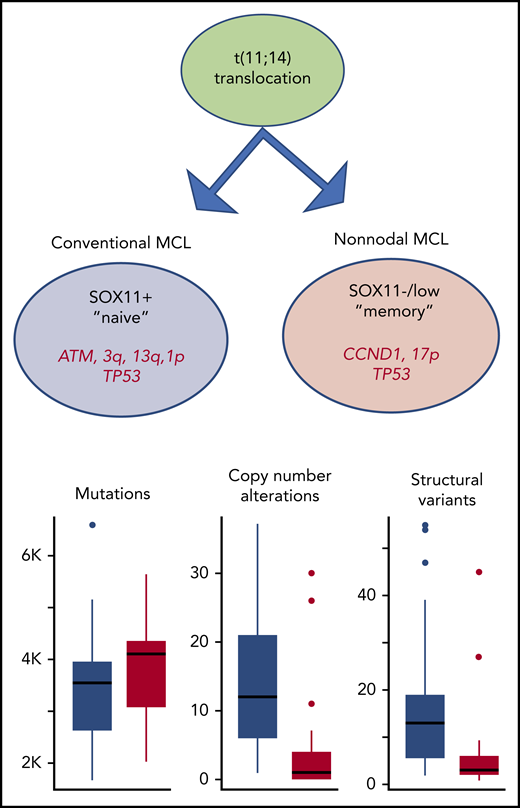 The primary genetic event in MCL is the t(11;14)(q13;q32) CCND1/IGH translocation (in green). The cell carrying the cyclin D1 translocation can either follow a path similar to that of naïve B cells with unmutated immunoglobulin genes (conventional MCL, in blue). These MCL tumors mostly express SOX11. Approximately half of the tumors have ATM aberrations and, as shown in the article by Nadeu et al, they are genetically unstable with a high number of copy number alterations and structural variants. Alternatively, the cells with cyclin D1 translocations show evidence of a germinal center experience with mutated immunoglobulin genes and low expression of SOX11 (nonnodal MCL, in red). Nadeu et al show that the nonnodal MCL tumors are characterized by fewer copy number alterations and structural variants with the exception of del17p/TP53 which is enriched. Nonnodal MCL cells also carry a higher frequency of CCND1 somatic mutations.