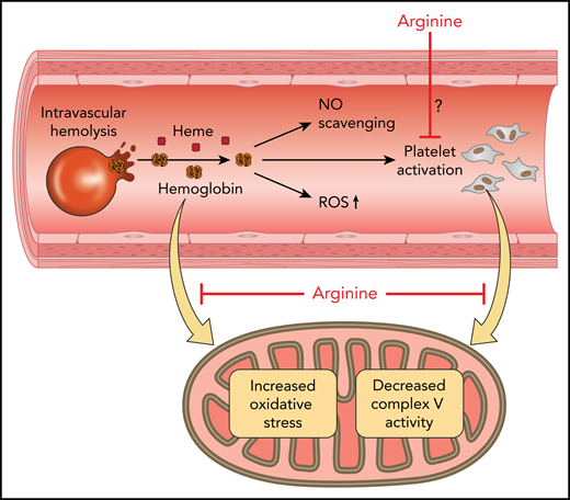 Mitochondrial therapeutics. Red cell hemolysis produces cell-free hemoglobin and heme, which leads to NO scavenging, formation of ROS, and platelet activation. Red cells also release ADP, which activates platelets and arginase, decreasing NO bioavailability (not shown). Hemoglobin leads to decreased platelet mitochondrial complex V activity and oxidative stress. Arginine therapy improves mitochondrial function in sickle cell patients, but whether the mechanism involves direct inhibition of platelet activation by NO, countering the deleterious effects of hemoglobin/heme, transiently modulating platelet complex I, or by limiting systemic-ischemia-reperfusion stress remains to be determined. Professional illustration by Patrick Lane, ScEYEnce Studios.