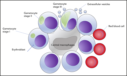 Gametocytes invade, differentiate, and mature in erythroblasts. Immature gametocytes from stages I to IV can be observed inside erythroblasts. This strategy allows the gametocytes to grow inside the bone marrow in the erythroblastic islands surrounding a central macrophage.