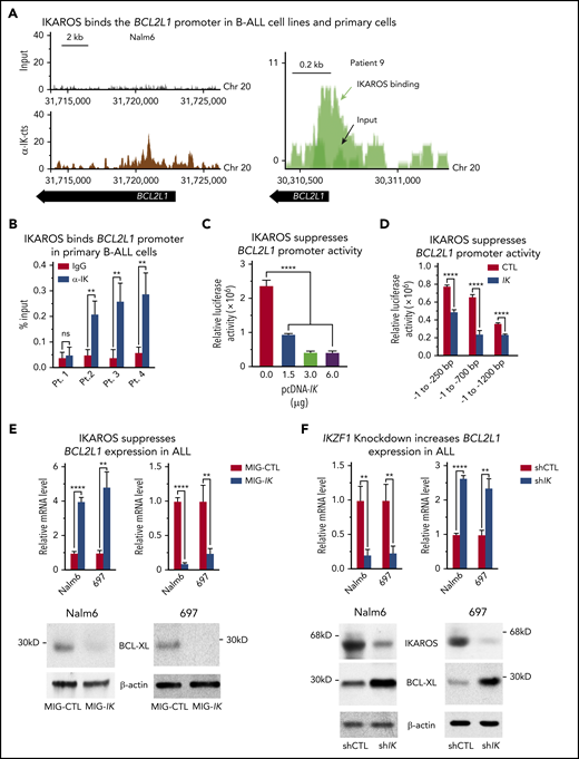 IKAROS binds to the promoter of the BCL2L1 (BCL-XL) gene and suppresses BCL-XL expression. (A) IKAROS binding sites were identified by ChIP-seq in the promoter of BCL2L1 (BCL-XL) in the Nalm6 B-ALL cell line (left) and in a B-ALL patient sample (right). The ChIP-seq data for Nalm6 is analyzed with reference genome MRCh38; the custom tracks are shown on UCSC Genome Browser. The ChIP-seq data for patient 9 is analyzed with reference genome MRCh37 and the custom tracks are shown on CisGenome Browser. (B) The qChIP data confirming IKAROS binding at the BCL2L1 promoter in primary B-ALL cells with wild-type IKZF1 (patients 2-4) but not in IKZF1 haploinsufficiency (patient 1). ChIP enrichments are normalized to input. (C) Activity of the BCL2L1 promoter (located at −1 to −700 bp upstream of transcription start site) was assessed by luciferase reporter assay following transfection with the indicated amount of IKZF1 plasmids (pcDNA-IK) or control vector in 293T cells. (D) IKAROS effect on BCL2L1 promoter activity was assessed by luciferase reporter assay using different regions of the promoter. (E) Nalm6 and 697 B-ALL cell lines were transduced to express IKZF1 (Mig-IK) or with empty vector (MIG-CTL). Relative expression of IKZF1 (left) and BCL-XL (right) assessed by quantitative reverse transcription polymerase chain reaction (qRT-PCR) is graphed. BCL-XL protein levels in Nalm6 and 697 cells were accessed by western blot with anti-BCL-XL specific antibodies (bottom). (F) Nalm6 and 697 B-ALL cell lines were treated with IKZF1 shRNA (shIK) or scramble shRNA control (shCTL). The relative expressions of IKZF1 (left) and BCL2L1 (right) assessed by qRT-PCR are graphed. BCL-XL protein levels in Nalm6 and 697 cells were accessed by western blot with anti-BCL-XL specific antibodies (bottom). (E-F), cells were treated for 3 days. Graphed in panel B is the mean ± SD of 3 independent experiments. Graphed in panels C-F is the mean ± SD of triplicates representative of 1 of 3 independent experiments. **P < .01, ****P < .0001. ns, not significant; pcDNA, plasmid cytomegalovirus DNA; SD, standard deviation.