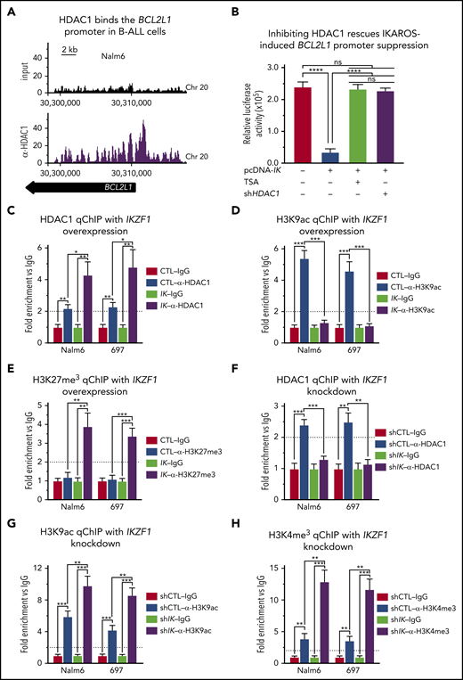 IKAROS represses expression of BCL2L1 (BCL-XL) mRNA through recruitment of HDAC1. (A) HDAC1 binding sites at the BCL2L1 (BCL-XL) promoter were identified by ChIP-seq in Nalm6 cells. ChIP-seq data were analyzed with reference genome MRCh37 and the custom tracks are shown on CisGenome Browser. (B) IKAROS effects on the activity of the BCL2L1 promoter (−1 to −700 bp) were assessed by luciferase reporter assay in the presence of pan-HDACs inhibitor (TSA) or HDAC1 shRNA knockdown (shHDAC1). (C-E) The qChIP data showing binding of HDAC1 (C) and the presence of H3K9ac (D) and H3K27me3 (E) marks at the BCL2L1 promoter in Nalm6 and 697 B-ALL cells with IKAROS (IK) overexpression. (F-H) qChIP data showing binding of HDAC1 (F), H3K9ac (G), and H3K27me3 (H) at the BCL2L1 promoter in Nalm6 and 697 B-ALL cells with IKZF1 shRNA knockdown (shIK). ChIP enrichments are normalized to CTL-IgG samples. Cells were treated for 3 days; graphed data are the mean ± SD of triplicates representative of 1 of 4 independent experiments (C-H). *P < .05, **P < .01, ***P < .001, ****P < .0001. Ig, immunoglobulin.