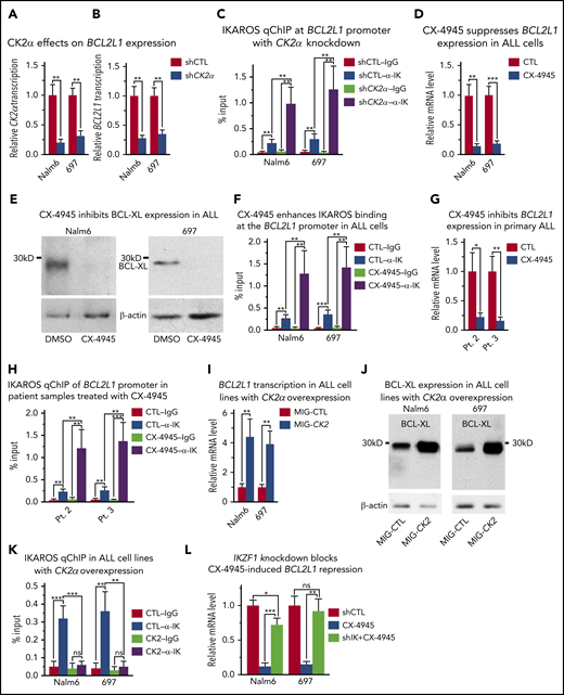 CK2 inhibits IKAROS-mediated repression of BCL2L1 (BCL-XL). (A-B) Effect of CK2α shRNA on mRNA levels of CK2α (A) and BC2L1 (B) in Nalm6 and 697 B-ALL cells. (C) Effect of CK2α shRNA on IKAROS binding at the BC2L1 promoter as measured by qChIP. Effect of pharmacological inhibition of CK2 (with CX-4945) on (D) BCL2L1 mRNA expression level by quantitative reverse transcription polymerase chain reaction (qRT-PCR), (E) BCL-XL protein level by western blot, and (F) IKAROS binding at the BCL2L1 promoter in Nalm6 and 697 B-ALL cells. (G-H) Effect of CX-4945 on the BCL-XL mRNA level (G) and IKAROS binding (H) at the BCL2L1 promoter in primary B-ALL cells. (I-K) Effect of CK2 overexpression (MIG-CK2) and vector only control (MIG-CTL) on BCL2L1 mRNA expression level by qRT-PCR (I), BCL-XL protein level by western blot (J), and IKAROS binding (K) at the BCL2L1 promoter in Nalm6 and 697 B-ALL cells. (L) Effect of IKZF1 knockdown (shIK) on changes in BCL2L1 gene expression induced by CK2 inhibition with CX-4945 as measured by qRT-PCR. Cells were transfected with CK2α in panels A-B or IKZF1 shRNA knockdown in panel K for 3 days using the Neon transfection method, and cells stably expressing lentiviral CK2α in panels I-J are described in the Methods section. (D-H, L) Cells were treated with 5 μM CX-4945 for 2 days. ChIP enrichments are normalized to input. Graphed in panels C, F, H, and K is the mean ± SD of 4 independent experiments. Graphed in panels A-B, D, G, I, L are the mean ± SD of triplicates representative of 1 of 3 independent experiments. *P < .05, **P < .01, ***P < .001.