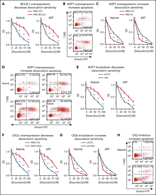 BCL-XL, IKAROS, and CK2 regulate sensitivity to doxorubicin in B-ALL cells. (A) B-ALL cells, retrovirally transduced with BCL2L1 (MIG-BCL2L1) or control vector (MIG-CTL) underwent fluorescence-activated cell sorting (FACS) with the same gate setting of GFP expression, and treated for 3 days with indicated doses of doxorubicin. Cell proliferation was assessed by WST-1 assay. (B) B-ALL cells, retrovirally transduced with IKZF1 or a control vector, were stained with 7-AAD and Annexin V for flow cytometry to determine apoptosis 3 days following retroviral transductions. Gated GFP+ cells were analyzed for apoptosis by flow cytometry. The percentage of cells in the lower right quadrant and upper right quadrant of each flow chart represents the percentage of early apoptotic or late apoptotic cells, respectively, in samples treated with the indicated drugs. (C) B-ALL cells, retrovirally transduced with IKZF1 or a control vector, were FACS-sorted with the same gate setting of GFP expression and treated for 3 days with indicated doses of doxorubicin and assayed using WST-1 cell proliferation assay. (D) B-ALL cells were retroviral transduced with IKZF1 or with control vector and treated with 10 nM doxorubicin (DOX) then evaluated for apoptosis as in panel B. (E) B-ALL cells, transduced with lentiviral IKZF1 shRNA (shIK) or scramble shRNA control (shCTL), underwent FACS with the same gate setting of GFP expression and treated for 3 days with indicated doses of doxorubicin. B-ALL cells with (F) retroviral CK2α overexpression (MIG-CK2α) or vector only control (MIG-CTL); or (G) lentiviral CK2α shRNA or scramble shRNA control (shCTL), underwent FACS based on GFP expression as described previously. FACS cells were treated with indicated doses of doxorubicin for 3 days then evaluated by WST-1 proliferation assay. (H) B-ALL cells were treated with 10 μM CX-4945 for 3 days and stained with 7-AAD and Annexin V for flow cytometry to determine apoptosis. (B, D, H) Flow cytometry plots depict a representative experiment and percentages are the mean ± SD of 3 independent experiments. (A, C, E, F, G) Mean ± SD of triplicates representative of 1 of 3 independent experiments. *P < .05, **P < .01, ***P < .001, ****P < .0001.