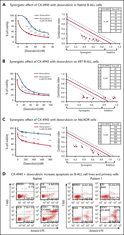 Synergistic effects of CX-4945 with doxorubicin on cell proliferation arrest and apoptosis in B-ALL cells. (A-C) Effects (left) and synergistic analysis (right) of doxorubicin (gray line) and the combination of doxorubicin and CX-4945 (red line) on proliferation of Nalm6 (A) and 697 (B), and drug-resistant N/6 B-ALL (C) cells. Cells were treated with the indicated doses of drugs for 2 days. Cellular proliferation was measured by WST-1 assay. Synergistic analysis was performed with Calcusyn; where combination index value of: 1.15 to 0.8 is considered additive effect; 0.85 to 0.7 is moderately synergistic; and <0.7 is very synergistic effect, respectively. ***P < .001. (D) Effect of CX-4945 (4 μM), doxorubicin (DOX, 3.2 nM), and the combination of doxorubicin (3.2 nM) plus CX-4945 (4 μM) on apoptosis in Nalm6 (left) and patient 1 (right) B-ALL cells. Cells were treated for 2 days and stained with 7-AAD and annexin V for flow cytometry to assess apoptosis. The percentage of cells in the lower right quadrant and upper right quadrant of each flowchart represents the percentage of early apoptotic or late apoptotic cells, respectively, in samples treated with the indicated drugs. Mean ± SD of triplicates representative of 1 of 3 independent experiments (A-C). Flow cytometry plots in panel D depict a representative experiment and percentages are the mean ± SD of 3 independent experiments.