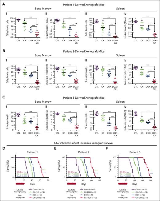 CK2 inhibition augments cytotoxicity of doxorubicin in PDX models of primary high-risk B-ALL. NRG mice were transplanted via tail vein with primary B-ALL cells (2 × 10E6 cells/mouse) from 3 patients. Mice were randomly divided into 4 groups. Once engraftment was established (determined as described in "Methods"), mice were treated with CX4945 (CX) only, doxorubicin (DOX) only, CX+DOX, or with vehicle-only control as described in "Methods." (A-C) Mice were euthanized and evaluated for the presence of leukemia in BM and spleen at day 24 following the initiation of treatment. BM and spleen cells were harvested and counted, and also stained for flow cytometry to detect human B-cell markers (CD10 and CD19), mouse CD45, and 7-AAD as a dead cell marker (described in "Methods"). The percentage of the living B-ALL leukemia cells (i, iii) and total leukemia cells (ii, iv) in BM and spleen were calculated and graphed. The effect of drug treatment was assessed by Student t test. (D-F) Patient-derived xenografts established with B-ALL from patient 1 (D), patient 2 (E), and patient 3 (F) were treated for 22 days with CK2 inhibitors, CX-4945 (CX), doxorubicin (DOX) only, CX+DOX, or vehicle control and followed for survival. Survival curves were generated using the Kaplan-Meier method and differences in survival were analyzed by χ2 test. **P < .01, ***P < .001, ****P < .0001.
