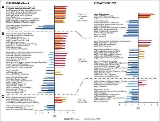 Pathways overrepresented in LSCs. GSEA of LSC vs blast and LSC vs HSPC comparisons using KEGG and HALLMARK gene sets. (A) Gene sets significant in both comparisons. (B) Gene sets significant in LSC vs blast. (C) Gene sets significant in LSC vs HSPC comparisons. Pathways in bold are further analyzed in Figure 5. NES, normalized enrichment score.