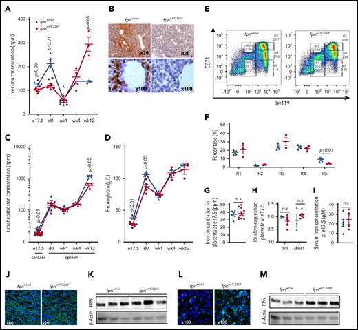 Ubiquitous loss of FPN responsiveness to hepcidin in the fetus reduces fetal liver iron stores and hemoglobin. (A) Liver iron concentration in fpnwt/wt animals and fpnwt/C326Y littermates at e17.5 (n = 6, 5, respectively), day 0 (n = 5, 5), week 1 (n = 5, 4), week 4 (n = 3, 3), and week 12 (n = 3, 3) of age. P values are shown relative to fpnwt/wt littermate controls at the respective timepoint. (B) Representative images of DAB-enhanced Perls’ iron stain in the livers of fpnwt/wt animals and fpnwt/C326Y littermates at e17.5. (C) Extrahepatic iron concentration in fpnwt/wt animals and fpnwt/C326Y littermates measured as carcass iron at e17.5 (n = 6, 11) and as splenic iron at day 0 (n = 4, 6), week 1 (n = 4, 4), week 4 (n = 3, 3), and week 12 (n = 3, 3) of age. P values are shown relative to fpnwt/wt littermate controls at the respective timepoint. (D) Hemoglobin concentration in fpnwt/wt animals and fpnwt/C326Y littermates at e17.5 (n = 6, 7), day 0 (n = 3, 5), week 1 (n = 3, 5), week 4 (n = 3, 3), and week 12 (n = 3, 3) of age. P values are shown relative to fpnwt/wt littermate controls at the respective timepoint. (E) Representative dot plots of erythroid progenitors from livers of fpnwt/wt animals and fpnwt/C326Y littermates at e17.5. (F) Quantitation of erythroid progenitor populations R1 through R5 from livers of fpnwt/wt animals and fpnwt/C326Y littermates at e17.5 (n = 5, 3). (G) Placental iron concentration in fpnwt/wt animals and fpnwt/C326Y littermates at e17.5 (n = 6, 11). (H) Relative expression of tfr1 and dmt1 mRNA transcripts in placentae of fpnwt/wt animals and fpnwt/C326Y littermates at e17.5 (n = 3, 5). (I) Iron concentration in the serum of fpnwt/wt animals and fpnwt/C326Y littermates at e17.5 (n = 5, 4). (J) Representative images of FPN immunostaining in the placentae of fpnwt/wt animals and fpnwt/C326Y littermates at e17.5. (K) Western blot for FPN in the placentae of fpnwt/wt animals and fpnwt/C326Y littermates at e17.5 (n = 3, 3). Normalized intensities are shown in supplemental Figure 5A. (L) Representative images of FPN immunostaining in the livers of fpnwt/wt animals and fpnwt/C326Y littermates at e17.5. (M) Western blot for FPN in the livers of fpnwt/wt animals and fpnwt/C326Y littermates at e17.5 (n = 3, 3). Normalized intensities are shown in supplemental Figure 5B. Values are shown as mean ± SEM. P values are calculated using Student t test. wk, week.