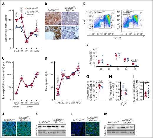 Liver-specific loss of FPN responsiveness to hepcidin reduces fetal liver iron stores and hemoglobin. (A) Liver iron concentration in fpnC326Yfl/fl animals and fpnC326Yfl/fl, Alb.Cre+ littermates at e17.5 (n = 3, 3, respectively), day 0 (n = 3, 4), week 1 (n = 4, 3), week 4 (n = 4, 4), and week 12 (n = 3, 3) of age. P values are shown relative to fpnC326Yfl/fl littermate controls at the respective timepoint. (B) Representative images of DAB-enhanced Perls’ iron stain in the livers of fpnC326Yfl/fl animals and fpnC326Yfl/fl, Alb.Cre+ littermates at e17.5. (C) Extrahepatic iron concentration in fpnC326Yfl/fl animals and fpnC326Yfl/fl, Alb.Cre+ littermates measured as carcass iron at e17.5 (n = 3, 5) and as splenic iron at day 0 (n = 3, 4), week 1 (n = 4, 3), week 4 (n = 4, 4), and week 12 (n = 3, 3) of age. P values are shown relative to fpnC326Yfl/fl littermate controls at the respective timepoint. (D) Hemoglobin concentration in fpnC326Yfl/fl animals and fpnC326Yfl/fl, Alb.Cre+ littermates at e17.5 (n = 12, 6), day 0 (n = 4, 3), week 1 (n = 4, 3), week 4 (n = 4, 4), and week 12 (n = 3, 3) of age. P values are shown relative to fpnC326Yfl/fl littermate controls at the respective timepoint. (E) Representative dot plots of erythroid progenitors from livers of fpnC326Yfl/fl animals and fpnC326Yfl/fl, Alb.Cre+ littermates at e17.5. (F) Quantitation of erythroid progenitor populations R1 through R5 from livers of fpnC326Yfl/fl animals and fpnC326Yfl/fl, Alb.Cre+ littermates at e17.5 (n = 5, 4). (G) Placental iron concentration in fpnC326Yfl/fl animals and fpnC326Yfl/fl, Alb.Cre+ littermates at e17.5 (n = 11, 6). (H) Relative expression of tfr1 and dmt1 mRNA transcripts in placentae of fpnC326Yfl/fl animals and fpnC326Yfl/fl, Alb.Cre+ littermates at e17.5 (n = 3, 5). (I) Iron concentration in the serum of fpnC326Yfl/fl animals and fpnC326Yfl/fl, Alb.Cre+ littermates at e17.5 (n = 11, 6). (J) Representative images of FPN immunostaining in the placentae of fpnC326Yfl/fl animals and fpnC326Yfl/fl, Alb.Cre+ littermates at e17.5. (K) Western blot for FPN in the placentae of fpnC326Yfl/fl animals and fpnC326Yfl/fl, Alb.Cre+ littermates at e17.5 (n = 3, 3). Normalized intensities are shown in supplemental Figure 5C. (L) Representative images of FPN immunostaining in the livers of fpnC326Yfl/fl animals and fpnC326Yfl/fl, Alb.Cre+ littermates at e17.5. (M) Western blot for FPN in the livers of fpnC326Yfl/fl animals and fpnC326Yfl/fl, Alb.Cre+ littermates at e17.5 (n = 3, 3). Normalized intensities are shown in supplemental Figure 5D. Values are shown as mean ± SEM. P values are calculated using Student t test.