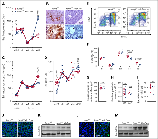 Liver-specific loss of hepcidin reduces fetal liver iron stores and hemoglobin. (A) Liver iron concentration in hampfl/fl animals and hampfl/fl, Alb.Cre+ littermates at e17.5 (n = 4, 4, respectively), day 0 (n = 4, 4), week 1 (n = 4, 4), week 4 (n = 4, 3), and week 12 (n = 3, 3) of age. P values are shown relative to hampfl/fl littermate controls at the respective timepoint. (B) Representative images of DAB-enhanced Perls’ iron stain in the livers of hampfl/fl animals and hampfl/fl, Alb.Cre+ littermates at e17.5. (C) Extrahepatic iron concentration in hampfl/fl animals and hampfl/fl, Alb.Cre+ littermates measured as carcass iron at e17.5 (n = 4, 5) and as splenic iron at day 0 (n = 4, 4), week 1 (n = 4, 5), week 4 (n = 3, 4), and week 12 (n = 3, 3) of age. P values are shown relative to hampfl/fl littermate controls at the respective timepoint. (D) Hemoglobin concentration in hampfl/fl animals and hampfl/fl, Alb.Cre+ littermates at e17.5 (n = 5, 3), day 0 (n = 4, 4), week 1 (n = 3, 5), week 4 (n = 4, 3), and week 12 (n = 3, 3) of age. P values are shown relative to hampfl/fl littermate controls at the respective timepoint. (E) Representative dot plots of erythroid progenitors from livers of hampfl/fl animals and hampfl/fl, Alb.Cre+ littermates at e17.5. (F) Quantitation of erythroid progenitor populations R1 through R5 from livers of hampfl/fl animals and hampfl/fl, Alb.Cre+ littermates at e17.5 (n = 4, 4). (G) Placental iron concentration in hampfl/fl animals and hampfl/fl, Alb.Cre+ littermates at e17.5 (n = 5, 4). (H) Relative expression of tfr1 and dmt1 mRNA transcripts in placentae of hampfl/fl animals and hampfl/fl, Alb.Cre+ littermates at e17.5 (n = 4, 4). (I) Iron concentration in the serum of hampfl/fl animals and hampfl/fl, Alb.Cre+ littermates at e17.5 (n = 4, 4). (J) Representative images of FPN immunostaining in the placentae of hampfl/fl animals and hampfl/fl, Alb.Cre+ littermates at e17.5. (K) Western blot for FPN in the placentae of hampfl/fl animals and hampfl/fl, Alb.Cre+ littermates at e17.5 (n = 3, 3). Normalized intensities are shown in supplemental Figure 5E. (L) Representative images of FPN immunostaining in the livers of hampfl/fl animals and hampfl/fl, Alb.Cre+ littermates at e17.5. (M) Western blot for FPN in the livers of hampfl/fl animals and hampfl/fl, Alb.Cre+ littermates at e17.5 (n = 3, 3). Normalized intensities are shown in supplemental Figure 5F. Values are shown as mean ± SEM. P values are calculated using Student t test.