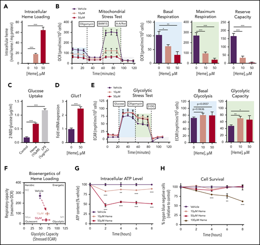 Heme loading drives a bioenergetic shift in macrophages, reducing mitochondrial respiration and promoting glucose uptake. (A) BMDMs were treated with vehicle or heme (10 or 50 μM) for 6 hours, and intracellular heme content was normalized to protein (n = 3). (B) MST of BMDMs loaded with 10 µM vehicle or 50 µM heme for 6 hours (n = 3-4). The oxygen consumption rate (OCR) was measured initially (basal; blue) and after injection of 1 µM oligomycin, 2 µM BAM15 (maximal; green), and 10 µM antimycin A (AA) and 1 µM rotenone (Rot) (gray; non-mitochondrial). Basal and maximal OCR were calculated by subtracting the mean OCR of the first 3 (basal) or post-BAM15 (maximal) measurements from the mean OCR of the post-AA/Rot measurements. Reserve capacity is the difference in maximal and basal respiratory capacity. (C) Glucose uptake of BMDMs loaded with vehicle, 50 µM heme or lipopolysaccharide (LPS; 1 µg/mL) for 6 hours, measured by the accumulation of 2-(N-(7-nitrobenz-2-oxa-1,3-diazol-4-yl)amino)-2-deoxyglucose (2-NBDG) (n = 4). (D) Messenger RNA (mRNA) expression of Glut1 in BMDMs loaded with vehicle or 50 µM heme for 6 hours measured by real-time quantitative polymerase chain reaction (RT-qPCR) (n = 4). (E) Glycolytic stress test (GST) of BMDMs loaded with 10 µM vehicle or 50 µM heme for 6 hours (n = 4). The extracellular acidification rate (ECAR) was measured after injection of 20 mM glucose, 1 µM oligomycin, and 80 mM 2-deoxyglucose (2-DG) to produce the basal (blue), stressed (green), and background (gray) ECAR, respectively. Basal and stressed ECAR were calculated by subtracting the mean ECAR of the post-glucose (basal) or post-oligomycin (stressed) measurements from the mean ECAR of the post–2-DG measurements. (F) Bioenergetics plot of heme-loaded macrophages, based on glycolytic capacity (stressed ECAR) and maximal respiratory capacity (maximal OCR). (G) Intracellular ATP levels of BMDMs treated with 10 µM vehicle or 50 µM heme as measured by luminescent signal of the Cell-Titer Glo ATP Assay are presented as percent of initial vehicle control (n = 4). (H) Viability of RAW264.7 macrophages treated with 10 µM vehicle or with 50 µM or 100 µM heme was determined by percentage of cells that excluded trypan blue dye and is presented as percentage of initial vehicle control (n = 4). Data are represented as mean ± standard error of the mean (SEM). Statistical significance between 2 groups was determined by Welch’s unpaired t test. Significance between more than 2 groups was determined by one-way analysis of variance (ANOVA), with post hoc Tukey or Dunnett’s multiple comparison test to determine significance between groups. *P < .05; **P < .01; ***P < .001.