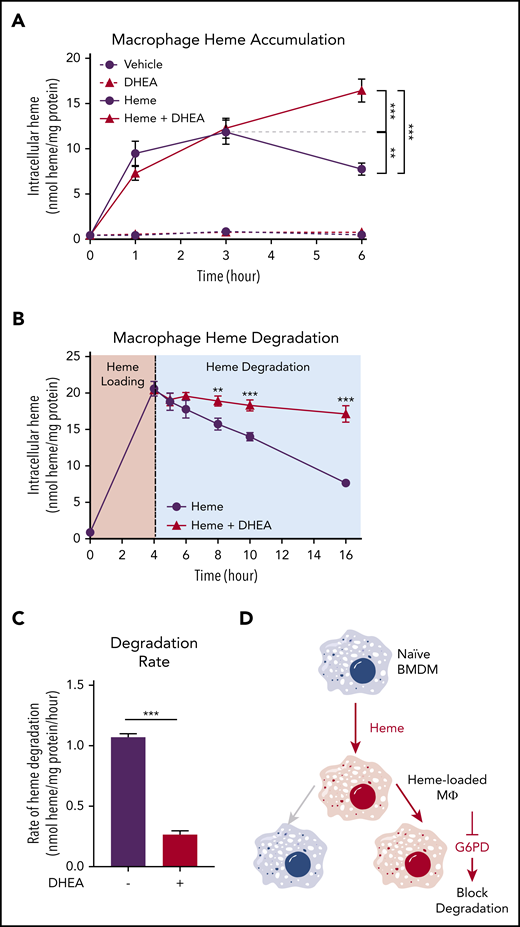 G6PD activity is required for heme detoxification in macrophages. (A) BMDMs were treated with 20 µM heme and/or 100 µM DHEA, and intracellular heme concentration was measured at 1, 3, and 6 hours (n = 4). (B) BMDMs were treated with 20 µM heme for 4 hours to create heme-loaded macrophages. Subsequently, heme-loaded BMDMs were washed and treated with vehicle or 100 µM DHEA, and intracellular heme was measured at 5, 6, 8, 10, and 16 hours (n = 4). (C) The difference in intracellular heme at 4 and 16 hours (representing 12 hours of degradation) was used to calculate the heme degradation rate in heme-loaded macrophages with or without the addition of DHEA (n = 4). (D) Schematic representing the requirement of G6PD activity for macrophage heme degradation. Data are represented as mean ± SEM. Statistical significance between 2 groups was determined by Welch’s unpaired t test. Significance between more than 2 groups was determined by one-way ANOVA with post hoc Tukey’s tests to determine differences between specific groups. *P < .05; **P < .01; ***P < .001. See also supplemental Figure 3.