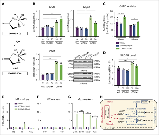 CO generated by HO-1–dependent heme breakdown upregulates the PPP. (A) Schematic showing the release of CO from CORM3 upon reaction with water and the generation of inactivated CORM3 (iCORM3). (B) mRNA expression of Glut1, G6pd, and Pgd in BMDMs treated with vehicle, 35-70 µM CORM3, or 35-70 µM iCORM3 for 6 hours. (n = 4). Corresponding representative western blot analysis of G6PD and PGD protein in BMDMs treated with vehicle, 100 µM iCORM3 (iCO), or 50-100 µM CORM3 (CO) for 12 or 24 hours. (C) G6PD activity, measured as the rate of NAPDH synthesis, in BMDMs treated with vehicle, 100 µM CORM3, or 100 µM iCORM3 for 6 or 24 hours (n = 3-4). (D) Intracellular NADPH levels measured from BMDMs treated with vehicle, 50-100 µM CORM3, or 50-100 µM iCORM3 for 6 hours (n = 4). (E) mRNA expression of M1 macrophage markers in BMDMs treated with vehicle, iCORM3, or 50 µM CORM3 for 6 hours (n = 4). (F) mRNA expression of M2 macrophage markers in BMDMs treated with vehicle, iCORM3, or 50 µM CORM3 for 6 hours (n = 4). (G) mRNA expression of Mox macrophage markers in BMDMs treated with vehicle, iCORM3, or 50 µM CORM3 for 6 hours (n = 4). (H) Schematic representing feed-forward regulation of PPP by heme breakdown mediated by CO. Data are represented as mean ± SEM. Statistical significance between 2 groups was determined by Welch’s unpaired t test. Significance between more than 2 groups was determined by one-way ANOVA with post hoc Tukey’s or Dunnett’s multiple comparisons tests, as appropriate, to determine differences between specific groups. *P < .05; **P < .01; ***P < .001. See also supplemental Figure 4.