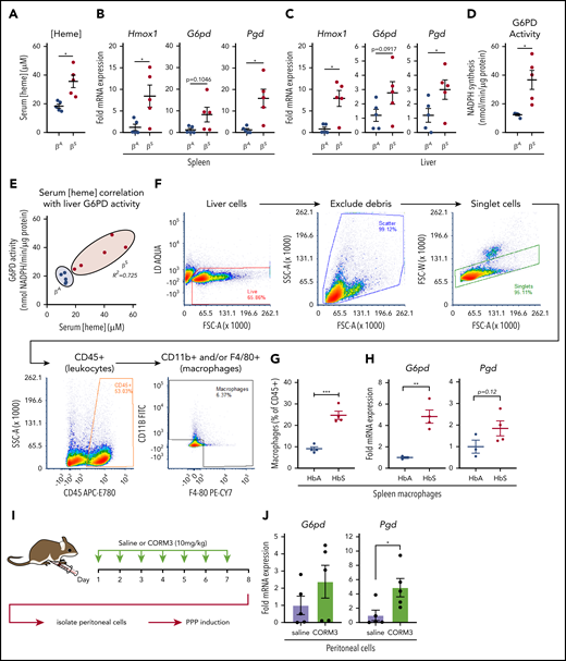 Macrophages undergo metabolic adaptation in an in vivo model of hemolytic SCD. (A) Blood was collected from transgenic B6/129 knockin mice (Townes SCD model) that expressed human hemoglobin α homozygous for either the βA or βS sickle hemoglobin, and serum heme concentrations were measured (n = 5 per group). (B) mRNA expression of Hmox1, G6pd, and Pgd in spleens of βA or βS mice (n = 5 per group). (C) mRNA expression of Hmox1, G6pd, and Pgd in livers of βA or βS mice (n = 5). (D) G6PD activity measured as the rate of NADPH synthesis in supernatants of whole liver lysates of βA or βS mice (n = 5 per group). (E) Correlation of serum heme concentration with liver G6PD activity in βA or βS mice (n = 5 per group). (F) Representative gating strategy for FACS of macrophage-like cells from spleens of βA or βS mice. (G) Abundance of macrophages as percentage of live CD45+ cells from βA or βS mice (n = 4). (H) mRNA expression of G6pd and Pgd in FACS-sorted splenic macrophages from βA or βS mice. (I) Schematic describing CORM3 treatment regimen and peritoneal cell isolation. (J) mRNA expression of G6pd and Pgd in isolated peritoneal cells from mice treated with saline or CORM3 for 7 days (n = 5). Data are represented as mean ± SEM. Statistical significance between 2 groups was determined by Welch’s unpaired t test. Significance between more than 2 groups was determined by one-way ANOVA with post hoc Tukey’s or Dunnett’s multiple comparisons tests, as appropriate, to determine differences between specific groups. Correlation analysis is based on determination of Pearson coefficient, and significant correlations are presented as R2 values. FITC, fluorescein isothiocyanate; SSC-A, side scatter area.*P < .05; **P < .01; ***P < .005.