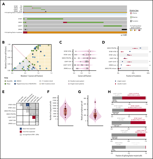 Genetic features of patients harboring 2 concomitant mutations in RNA splicing factors at the bulk and single-cell level. (A) Oncoprint of hotspot mutations in SF3B1, SRSF2, an U2AF1, as well as clearly deleterious mutations (nonsense or frameshift mutations) in ZRSR2 across 4231 patients. Each column represents 1 patient. The number of patients with 0, 1, or 2 splicing factor mutations is shown in yellow, orange, and red, respectively. Overall, mutations in each gene exhibited strong mutual exclusivity (q < .001; Fisher’s exact test). (B) CCF of each mutant splicing factor from genomic DNA sequencing of a cohort of 58 dual mutant splicing factor samples, including those from a single study.16 (C) CCF of mutations at SF3B1K700, other residues of SF3B1 (SF3B1 other), SRSF2P95/P96, U2AF1S34, and U2AF1Q157 as well as ZRSR2 truncation mutations (ZRSR2 trunc). (D) Percentage of patients with single or double splicing factor mutations (in black and red, respectively) with mutations in SRSF2, SF3B1, U2AF1, and ZRSR2. Error bars: 1 standard deviation, based on a binomial distribution. **P < .005; ***P < .0005 (Fisher’s exact test). (E) Plot describing the number of patients with coexisting mutant alleles in splicing factors. The expected number was based on the fraction of samples with exactly 2 mutations under the assumption of no mutual exclusivity and using a Poisson distribution. The distribution of the number of (F) total sequenced cells per patient and (G) reads per amplicon per cell from single-cell genomic DNA sequencing. Each point represents a sample from a unique patient. (H) Fraction of mutated cells with 1 or 2 mutations in RNA splicing factors within each patient with a dual splicing factor mutation. Red bar denotes fraction of individual cells where 2 splicing factor mutations were identified within the same cell. The number of cells containing each mutation is indicated.