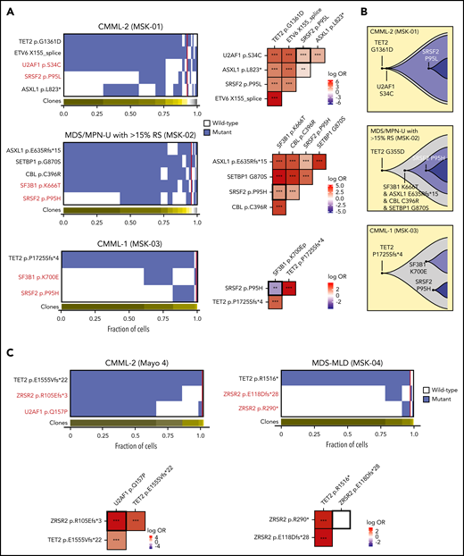 Allele-specific mutational cooccurrences in RNA splicing factor mutations. (A) Oncoprint indicating cellular-level cooccurrence of mutations in select cases of double splicing factor mutations (the clinical diagnosis and sample ID is listed above each Oncoprint). Each column in the heat map (left) depicts an individual cell, with the genotype of each sequenced cell for each variant. Clustering is based on the genotypes of driver mutations, and the horizontal bar depicts the detected clones in each case. Mutant and wild-type cells are indicated in blue and white, respectively. The subclones located to the right of the red line comprised <1% of the total sequence cells, because such small subclones can represent false-positive or -negative genotypes as a result of allele dropout or multiplets. The figures on the right show the pairwise association of mutations. The color and size of each panel represent the degree of the logarithmic odds ratio (log OR). The vertical bar indicates the association of the colors with the log OR. Cooccurrence and mutual exclusivity are indicated by red and blue, respectively. The statistical significance of the associations based on the false discovery rate (FDR) is indicated by the asterisks. *FDR < 0.1; **FDR < 0.05; ***FDR < 0.001. (B) Fish plots showing the inferred clonal hierarchy based on the single-cell genotype data for the 3 patients in panel A. (C) Oncoprint, as in panel A, but evaluating cellular cooccurrence or mutual exclusivity of deleterious ZRSR2 mutations with mutations in other splicing factors (left) or with one another (right). CMML, chronic myelomonocytic leukemia; MDS-MLD, myelodysplastic syndrome with multilineage dysplasia; MDS/MPN-U with >15% RS, MDS/myeloproliferative neoplasm unclassified with >15% ring sideroblasts.