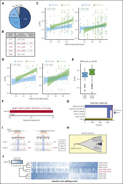 Allele-specific effects on RNA binding and splicing in splicing factor mutations seen in patients harboring 2 concomitant mutations in splicing factors. (A) Pie chart of SRSF2 P95 amino acid substitutions across the entire cohort. (B) Binding affinities of WT vs P95H/L/R/A mutant SRSF2 peptides to UCCAGU RNA oligonucleotides as absolute Kd values. The column labeled “change in affinity” provides the Kd ratio of the mutant:WT peptide. (C) Comparison of the quantitative effects of SF3B1K700E and SF3B1K666N mutations on splicing, stratified by mutant allele fraction. Each point illustrates the absolute change in isoform usage (ΔPSI) for 1 of the top 20 most misspliced events associated with each mutation. For each panel, the top 20 most misspliced events were computed using only samples with SF3B1K700E or SF3B1K666N mutations. Missplicing of those 20 events was then computed for all samples, irrespective of mutation, and plotted as illustrated. SF3B1K700E and SF3B1K666N mutations cause missplicing of similar sets of genes, but SF3B1K700E mutations cause more dramatic changes. Lines, shading, and equations indicate the best-fit linear regressions and corresponding 95% confidence intervals. (D) As in panel C, but computed using the top 5 most misspliced events for each mutation (SF3B1K700E; SF3B1K666N). (E) Box plot illustrating the data from panel C and associated P-value, computed using a 2-sided Wilcoxon rank-sum test. (F) Fraction of U2AF1S34F, U2AF1Q157R, or dual U2AF1S34F/Q157R mutated cells from a patient harboring both U2AF1S34F/WT and U2AF1Q157R/WT mutations. Red bar indicates fraction of U2AF1S34F/Q157R dual mutant cells. (G) Clonal hierarchy of mutations in the patient from panel E. Each column represents a cell at the indicated scale, as in panel A. Cells with mutations and WT cells are indicated in blue and white, respectively. (H) Fish plots showing the inferred clonal hierarchy based on the single-cell genotype data from panel G. (I) Sanger sequencing electropherograms from representative single cell clones from the patient in panel F. As enumerated on the right, all colonies were either U2AF1 dual WT or U2AF1S34F/Q157R dual mutant, indicating that these mutations always occur in cis with preservation of the WT allele. (J) Heat map of percentage spliced in values of cassette exons in patients with U2AF1S34, Q157, and U2AF1S34/Q157 dual mutations displaying cassette exon splicing events specific to the U2AF1S34 or Q157 single-mutant state. Standard deviation of <0.2 among single mutants and mean(U2AF1 S34) − mean (U2AF1 Q157) < 0.32. Each row is a unique patient, and each column is a single splicing event.
